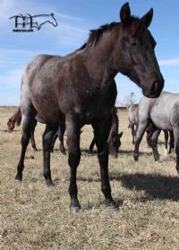 Blue Jo Hancock MA's 2022 Roan Filly